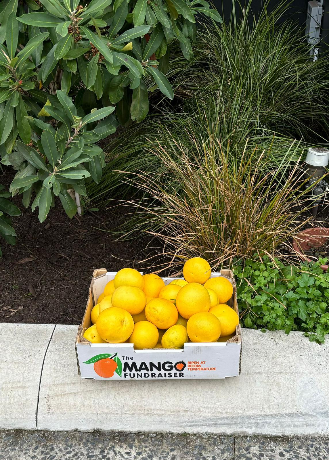 Mangos being shared with the community